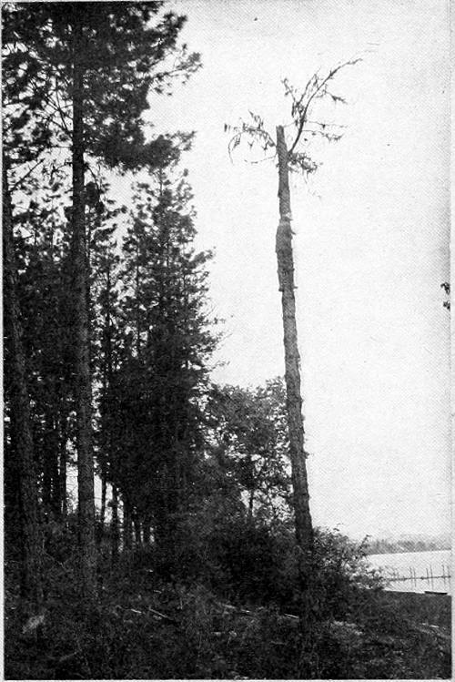 Taken in Stevens County. Photo by J. H. Bowles.
NESTING SITE OF ROCKY MOUNTAIN HAIRY WOODPECKER.