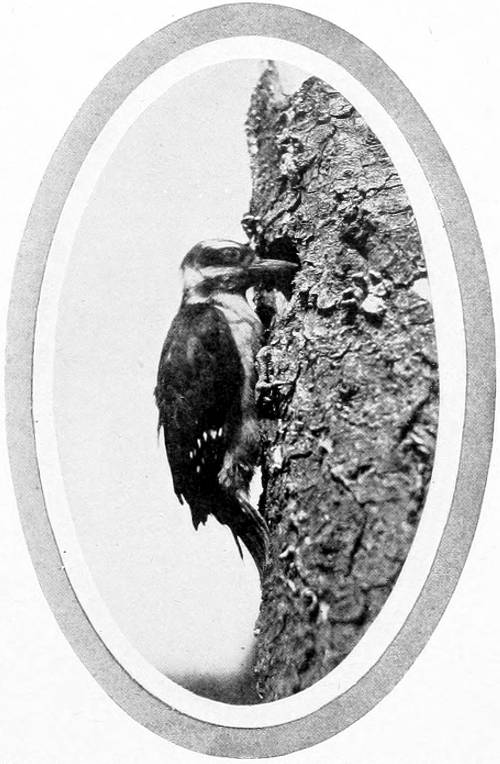 Taken in Oregon. Photo by Bohlman and Finley.
HARRIS WOODPECKER.