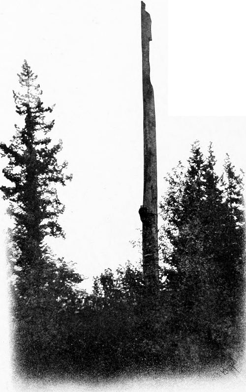 Taken near Blaine. Photo by Victor Savings.
NESTING SITE OF THE NORTHWEST SAPSUCKER.