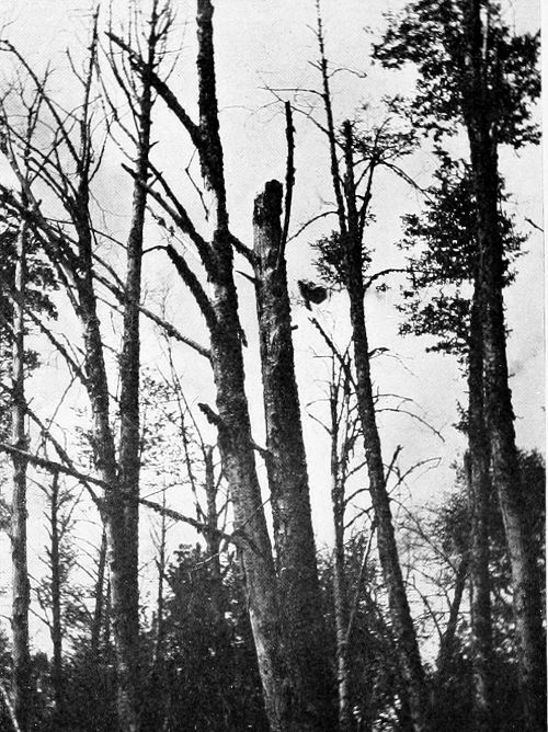 Taken in Pierce County. Photo by J. H. Bowles.
PILEATED WOODPECKER LEAVING NEST.