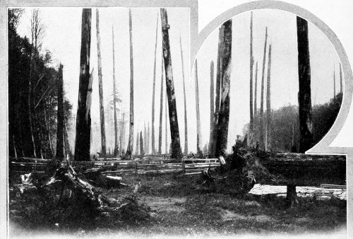 Taken in Whatcom County. Photo by the Author.
AN OLD BURN SUCH AS LEWIS WOODPECKERS DELIGHT IN.