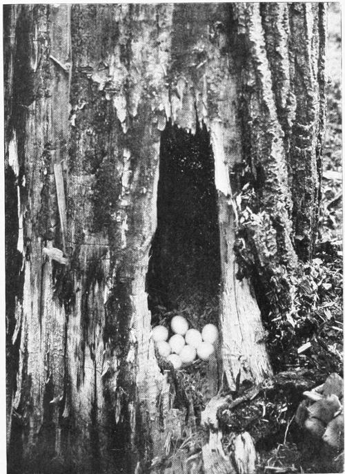 Taken in Oregon. Photo by A. W. Anthony.
NEST AND EGGS OF RED-SHAFTED FLICKER.