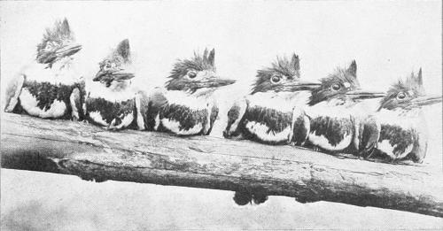 Taken near Portland. Photo by A. W. Anthony.
THE KING ROW.