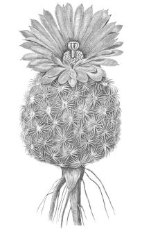 MAMILLARIA PECTINATA