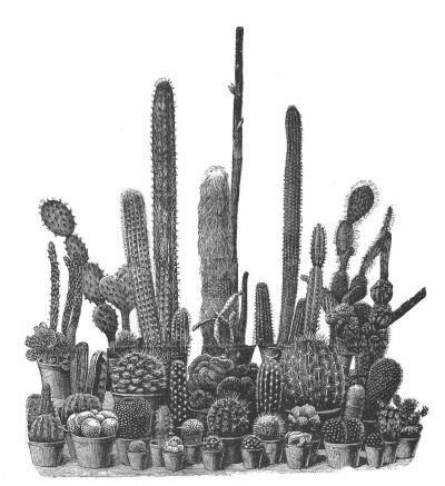 Collection of cactuses