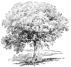 PEACE TREE NEAR SANTIAGO, UNDER WHICH SPANISH COMMANDER
OF SANTIAGO CAPITULATED JULY 16, 1898